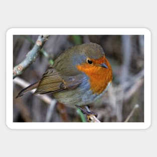 Fluffed up Robin Sticker